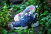 全新限量Reebok INSTA PUMP FURY